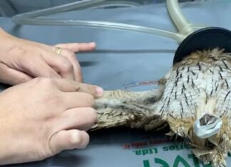 SP: Implante de penas devolve capacidade de voo a aves silvestres e reintrodução à natureza
