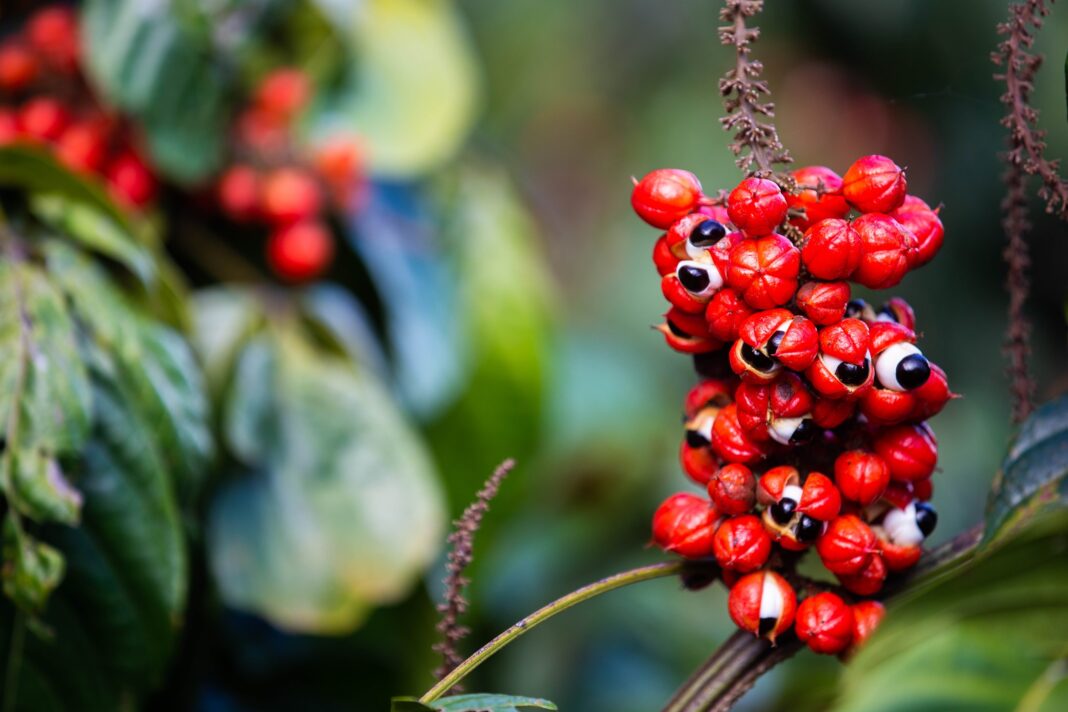10--Foto-Bruno-Zanardo---Colheita-Guarana-Urucara