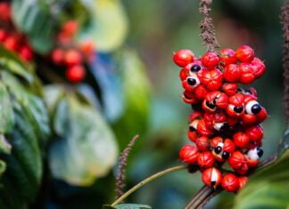 Recofarma: fábrica de concentrados da Coca-Cola Brasil é líder em exportação no Polo Industrial de Manaus