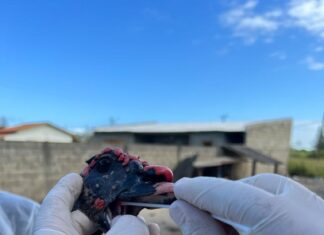 Gripe Aviária: SP adota medidas de prevenção da doença