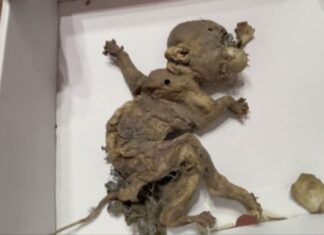 Construtores encontram criatura humanoide misteriosa em terreno, e cientistas investigam