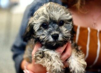 Virada da Castração para animais termina neste domingo em SP