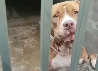 Ataque de pit-bulls: oito pessoas ficam feridas no interior de SP