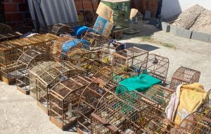 PM Ambiental resgata 71 aves mantidas em cativeiro em São José dos Campos