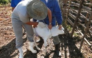 Estado de São Paulo se torna zona livre de febre aftosa sem vacinação