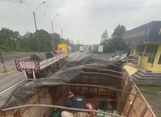 PF-SC apreende mais de 6,5 toneladas de maconha