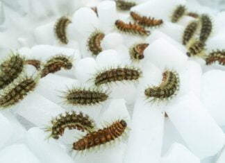 Estado de SP é o único produtor do soro que neutraliza veneno da lagarta Lonomia