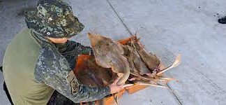 Polícia apreende 60 kg de pescados em extinção e multa dois pescadores em Ubatuba, SP