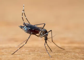 Taubaté confirma 1ª morte por dengue em 2024; SP já tem 8 óbitos