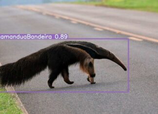 Sistema usa inteligência artificial para detectar animais na pista e evitar acidentes