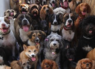 AM: Cãominhada do Bem-estar Animal acontece nesta sexta (26), na Nilton Lins