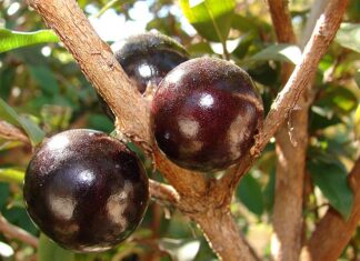Casca da jabuticaba reduz inflamação e glicemia em pessoas com síndrome metabólica