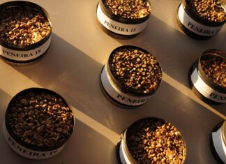 Cientistas concluem sequenciamento genético do café arábica