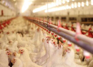 Salmonella: impacto na avicultura gera preocupação aos produtores