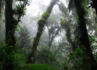 É vantajoso preservar floresta no entorno de áreas agrícolas? Estudo de SP responde