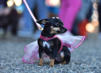 Domingo no Festival de Dança tem conversas sobre arte e educação, além de espaço para os pets