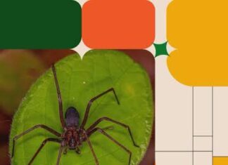 Escola Superior do Instituto Butantan oferece curso online aberto sobre aranha-marrom