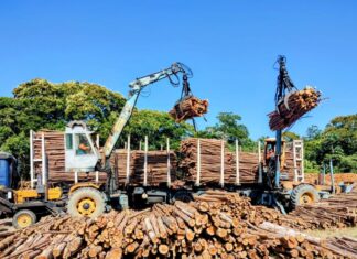 SP Produz fortalece cadeia do eucalipto do Alto Tietê e impulsiona geração de empregos e renda