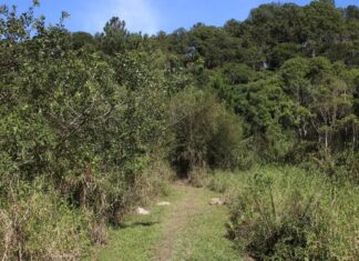 Prefeitura de São Paulo lança maior trilha da capital paulista que conecta áreas de proteção ambiental