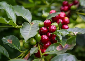 Dia Nacional do Café: programa SP Produz reconhece e impulsiona crescimento de Cadeia Produtiva em Caconde
