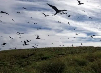 Estudo identifica presença de elementos tóxicos em aves marinhas
