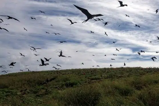 Abrolhos_Fregata-magnificens_CAPA.jpg