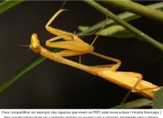 Projeto do Governo do Estado registra mais de 24 mil observações de animais silvestres no Parque Estadual Fontes do Ipiranga