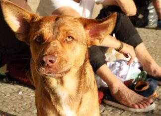 Prefeitura lança campanha de arrecadação para aquecer o inverno dos pets