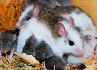 Período da amamentação é fundamental para atenuar hipertensão no futuro, mostra estudo da USP