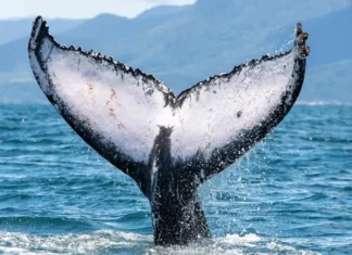 Vídeo: observação de baleias impulsiona turismo de inverno no Litoral Norte de SP