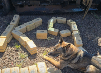 Cão policial se aposenta após sete anos de serviço na PF em Foz do Iguaçu/PR