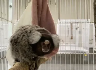 Animais silvestres recebem cuidados especiais para enfrentar a frente fria em SP