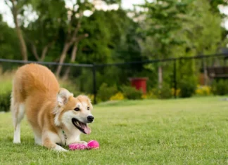 Governo de SP proíbe acorrentamento de pets e delimita novas regras para o bem-estar animal