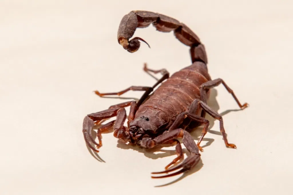 Escorpiao-1024x681.png