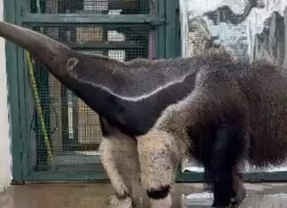 Vídeo mostra tamanduá atropelado voltando à natureza após reabilitação