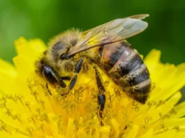 Pomada com própolis vermelha é testada para cicatrização de queimaduras