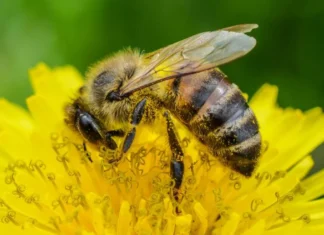 Pomada com própolis vermelha é testada para cicatrização de queimaduras