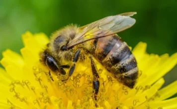 Pomada com própolis vermelha é testada para cicatrização de queimaduras