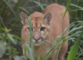 Guardiões do Pantanal: das cinzas ao renascimento da biodiversidade silvestre