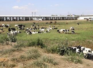 Fazenda de SP lidera ranking dos maiores produtores de leite do país