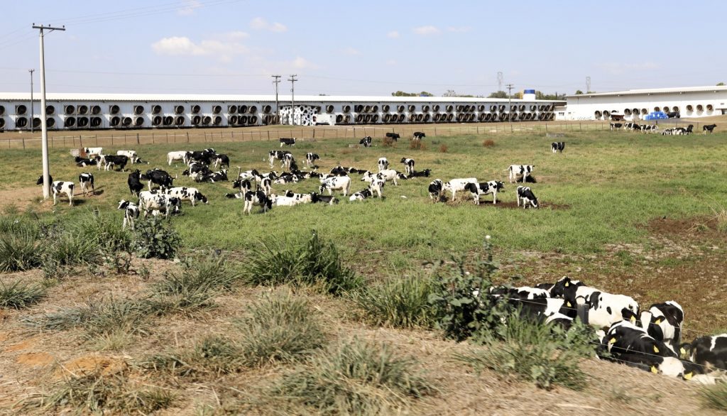 Fazenda-de-Sao-Paulo-lidera-o-ranking-dos-maiores-produtores-de-leite-do-Pais (1)