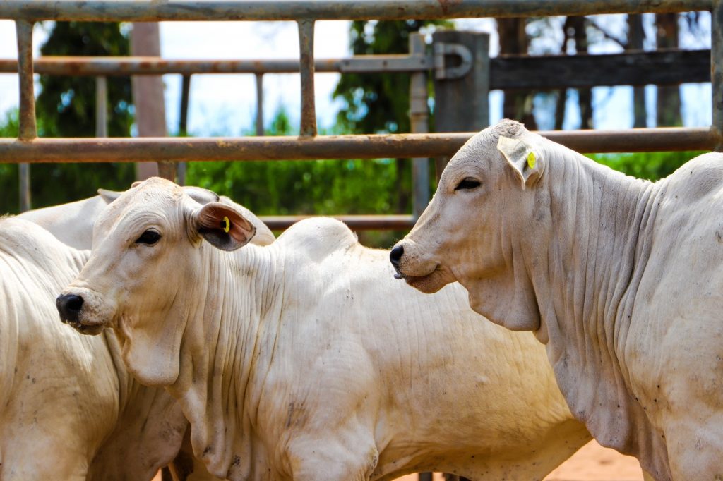 Sanidade-Animal-Brucelose-2-semestre-1024x682-1