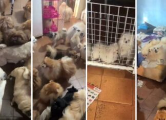 PM de SP resgata mais de 70 cães em situação de maus-tratos em Arujá