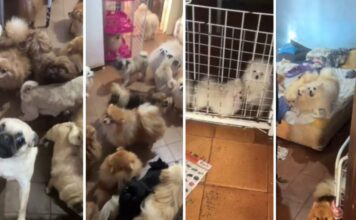 PM de SP resgata mais de 70 cães em situação de maus-tratos em Arujá