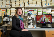 Pesquisadores descobrem conjunto de neurônios responsáveis pela febre e pelo torpor