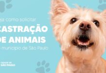 Veja como solicitar castração de animais no município de São Paulo