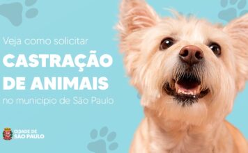 Veja como solicitar castração de animais no município de São Paulo