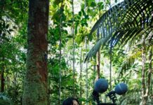 Nature x LABVERDE transforma sons da Amazônia em coletânea musical que é ferramenta de conservação