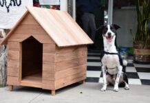 Polícia Penal de SP doa 50 casinhas para cães e gatos em ação do projeto ‘Mãos e Patas’