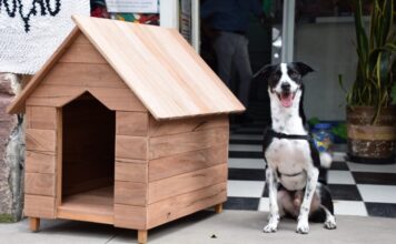 Polícia Penal de SP doa 50 casinhas para cães e gatos em ação do projeto ‘Mãos e Patas’